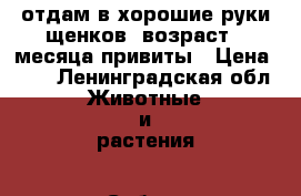 отдам в хорошие руки щенков ,возраст 2 месяца,привиты › Цена ­ 50 - Ленинградская обл. Животные и растения » Собаки   